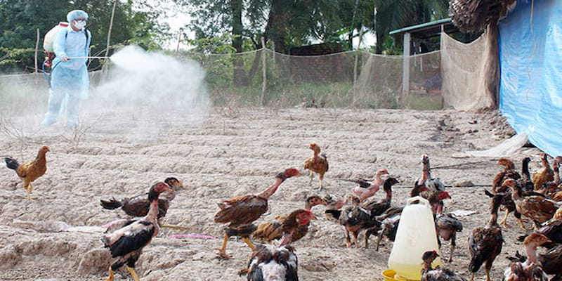 Thường xuyên khử khuẩn chuồng trại để ngăn mầm bệnh và vi khuẩn phát triển